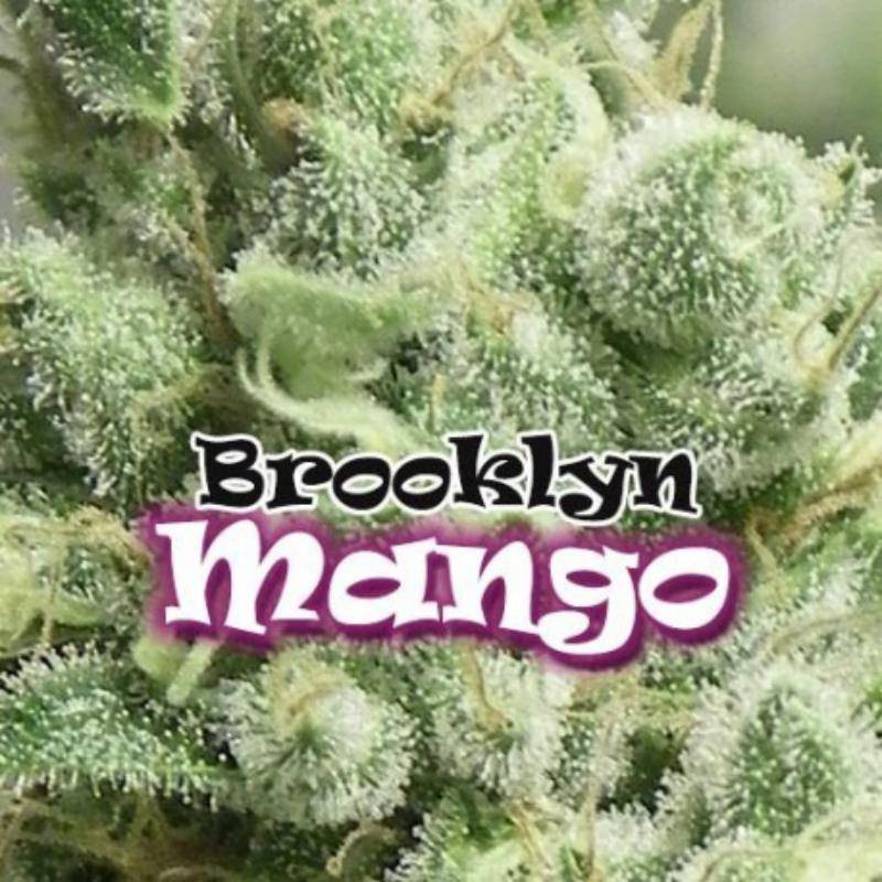 Brooklyn Mango - Féminisée - Dr Underground - Graines de Collection