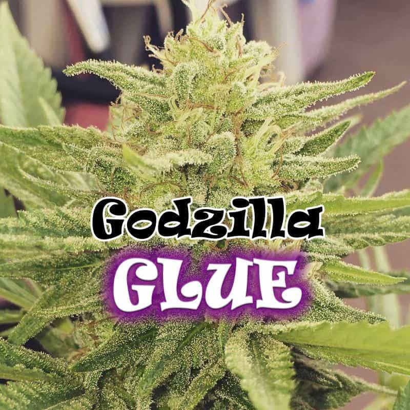 Godzilla glue féminisée Dr underground