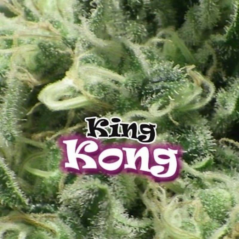 King Kong - Féminisée - Dr Underground - Graines de Collection