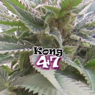 Kong 47 Dr underground féminisée