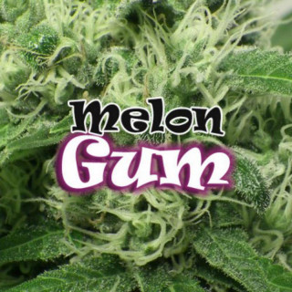 Melon Gum - Féminisée - Dr Underground - Graines de Collection