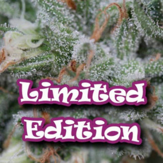 Original ganster dr underground limited
