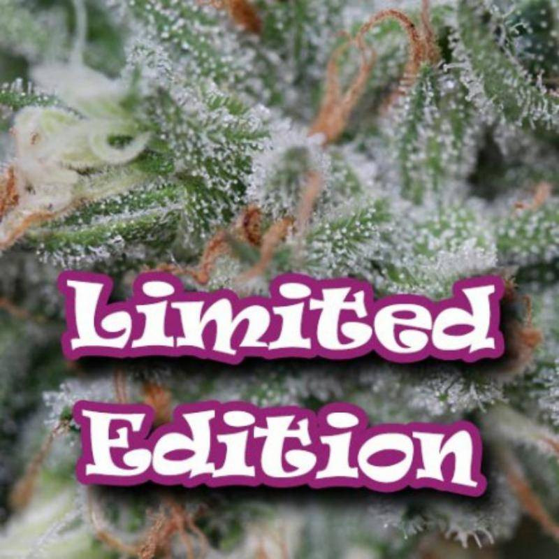 Tangerine headband dr underground limited Tangerine headband dr underground limited
