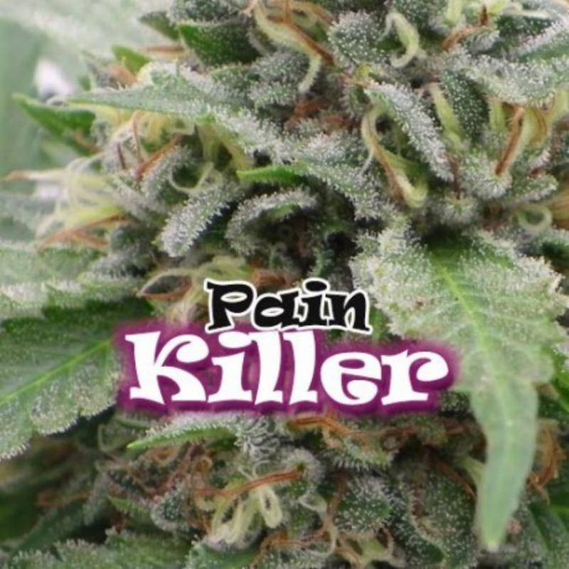 Painkiller dr underground féminisée Painkiller dr underground féminisée