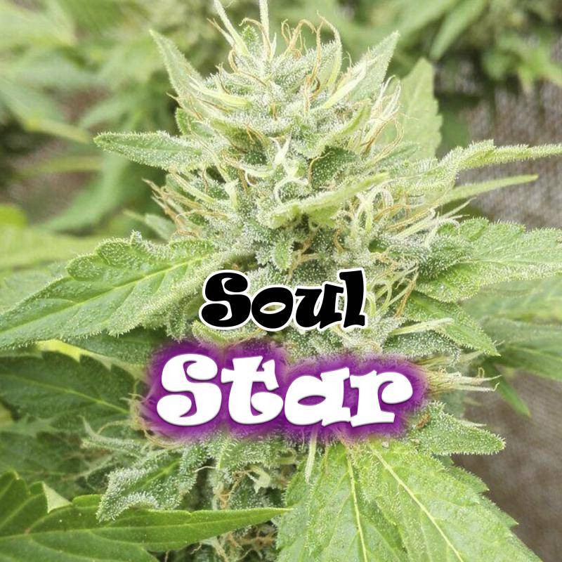 Soul star dr underground féminisée