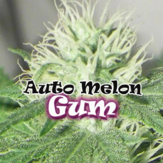 Auto Melon Gum - Dr Underground - Graines de Collection