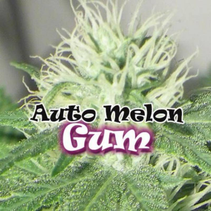 Melon gum auto dr underground