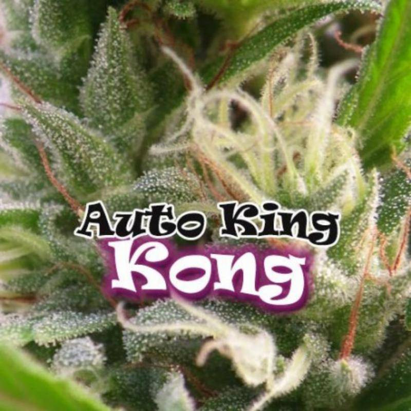King kong auto dr underground King kong auto dr underground