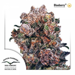 Blueberry - FEM - Dutch Passion