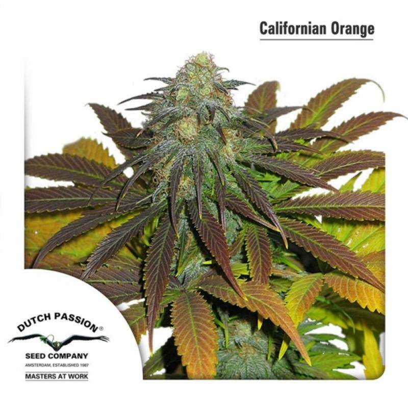 California orange dutch passion féminisée