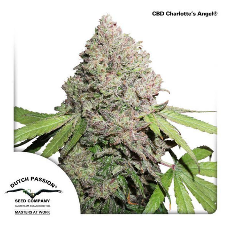 CBD Charlotte's angel dutch passion