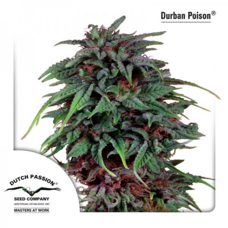 Durban poison dutch passion féminisée