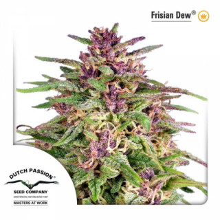 Frisian Dew - FEM - Dutch passion