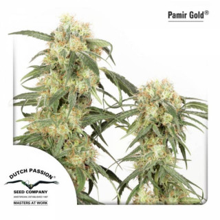Pamir gold dutch passion feminisee