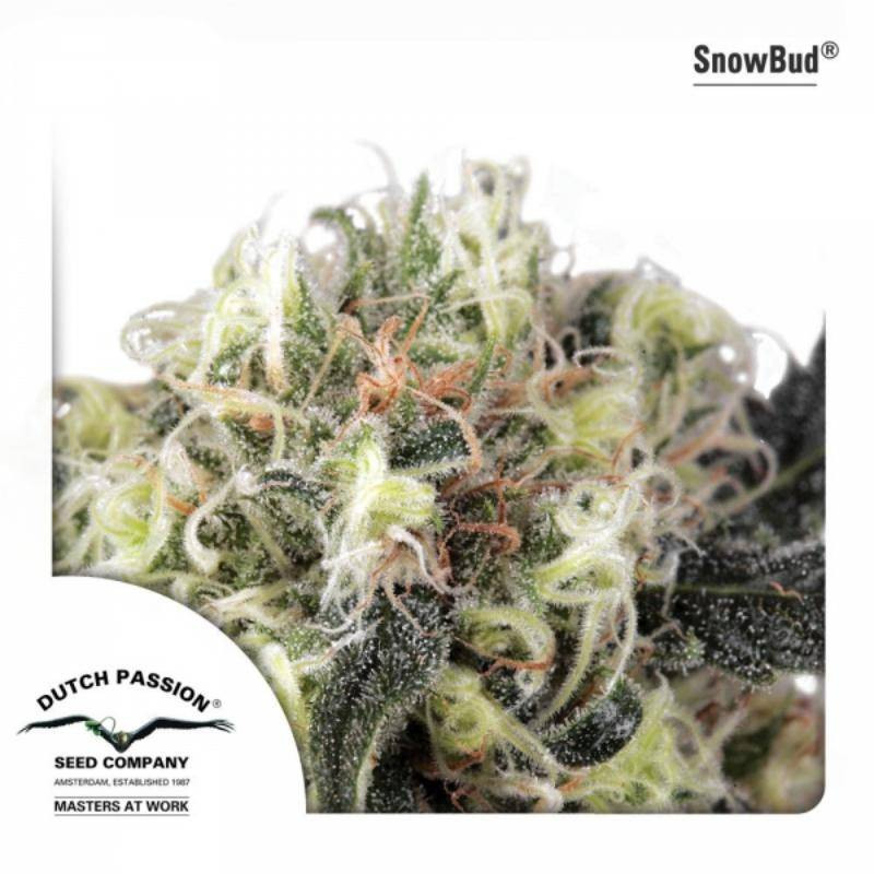 Snow Bud - Féminisée - Dutch Passion