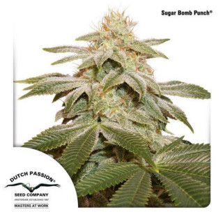 Sugar bomb punch - Féminisée - Dutch Passion