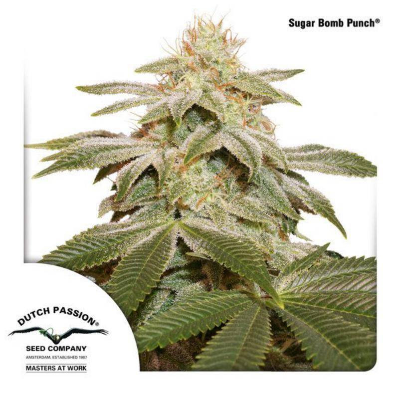 Sugar bomb punch - Féminisée - Dutch Passion