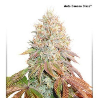 Auto banana blaze dutch passion