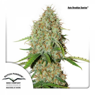 Brooklyn Sunrise - AUTO - Dutch Passion