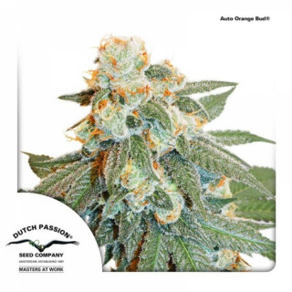 Orange bud - AUTO - Dutch Passion