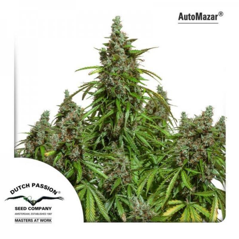 Auto Mazar dutch passion