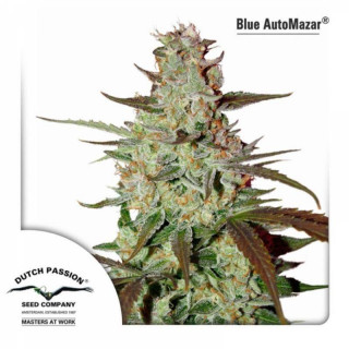 Blue autoMazar dutch passion