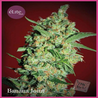 Banana joint elite seeds féminisée