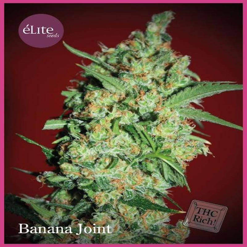 Banana joint elite seeds féminisée Banana joint elite seeds féminisée