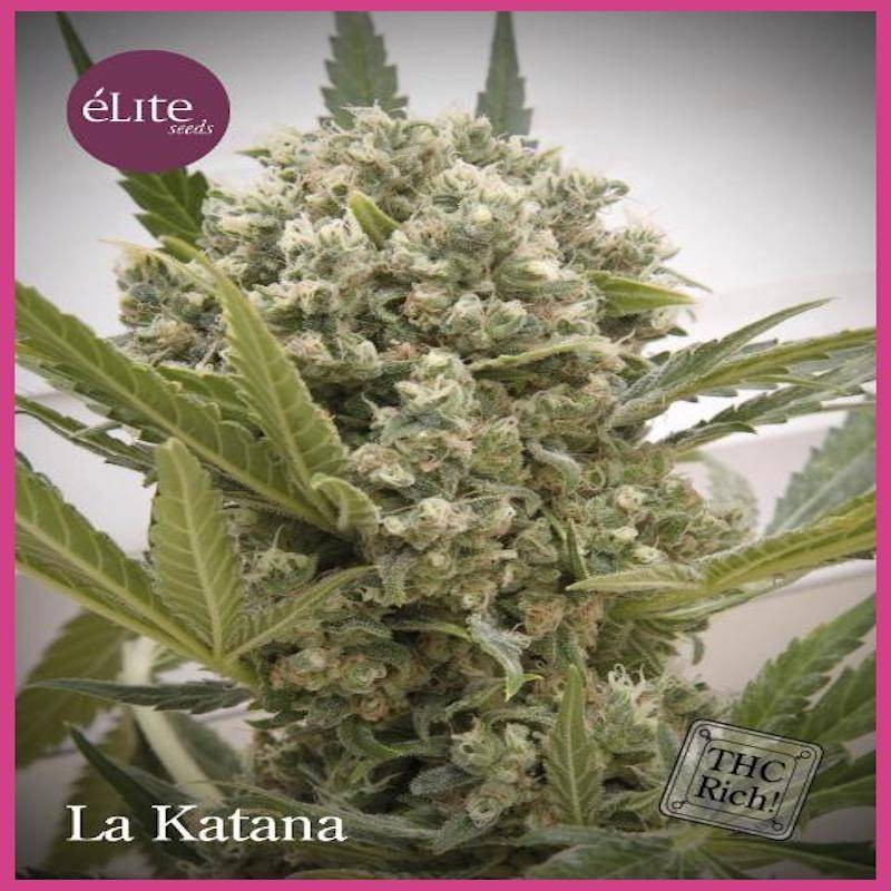 La katana elite seeds féminisée La katana elite seeds féminisée