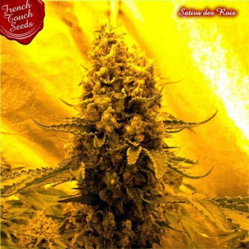 Sativa des rois french touch seeds féminisée