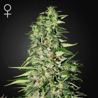 Diamond girl greenhouse seeds féminisée