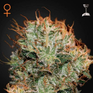 Kaia kush greenhouse seeds féminisée