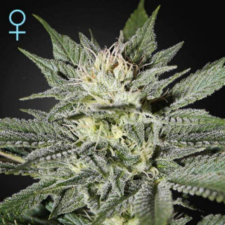 King's kush cbd féminisée greenhouse seeds