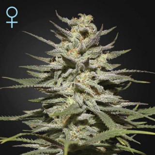 Super lemon haze cbd greenhouse seeds féminisée