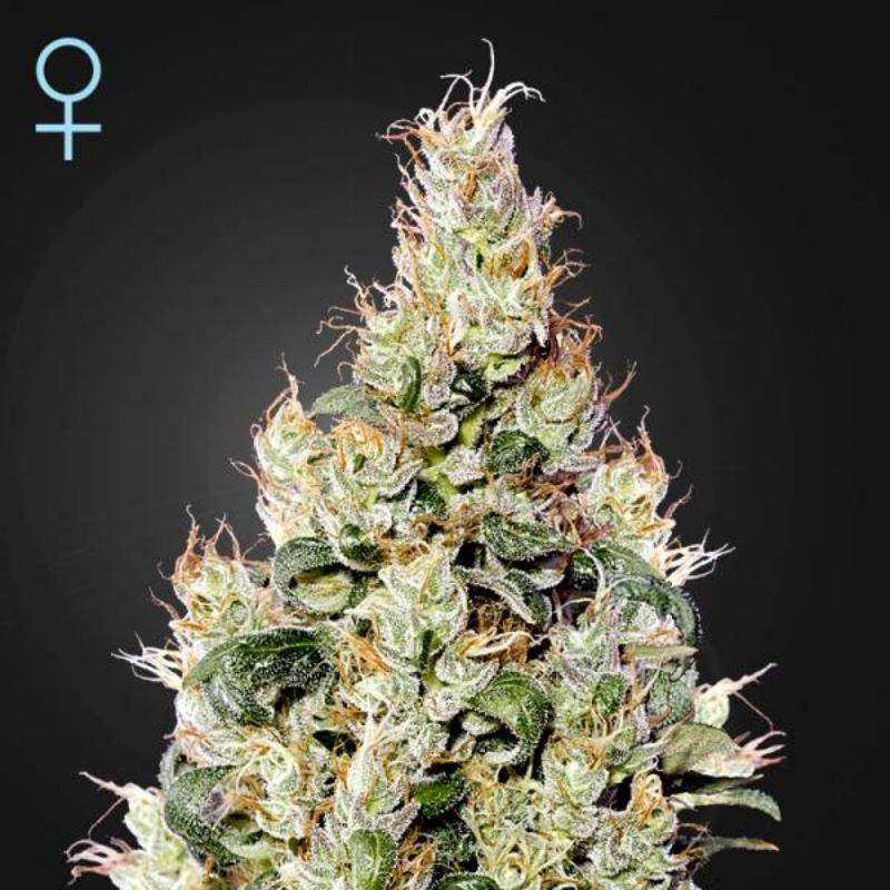 Exodus cheese auto CBD green house seeds