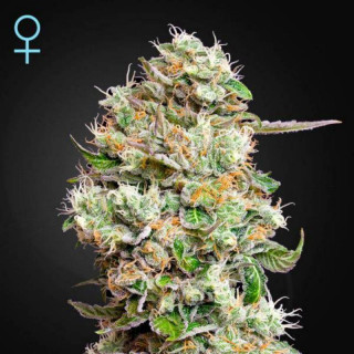 King's kush auto CBD green house seeds