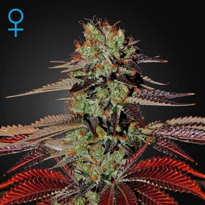 King's kush auto green house seeds Graines de Collection
