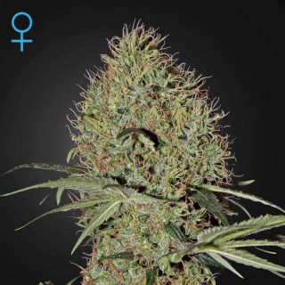 Super bud auto green house seeds