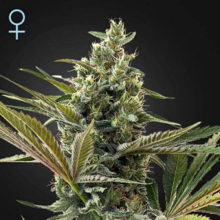 Super lemon haze auto CBD green house seeds