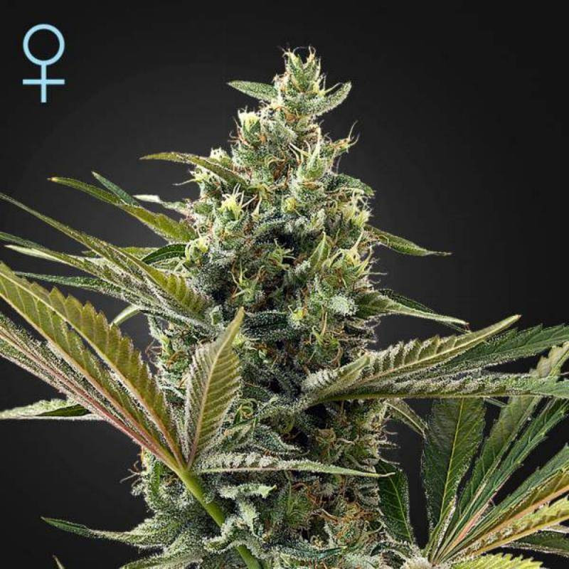 Super lemon haze auto CBD green house seeds