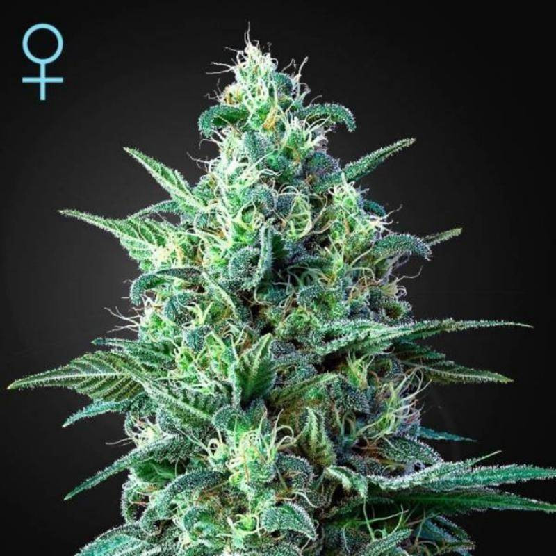 White widow auto CBD green house seeds