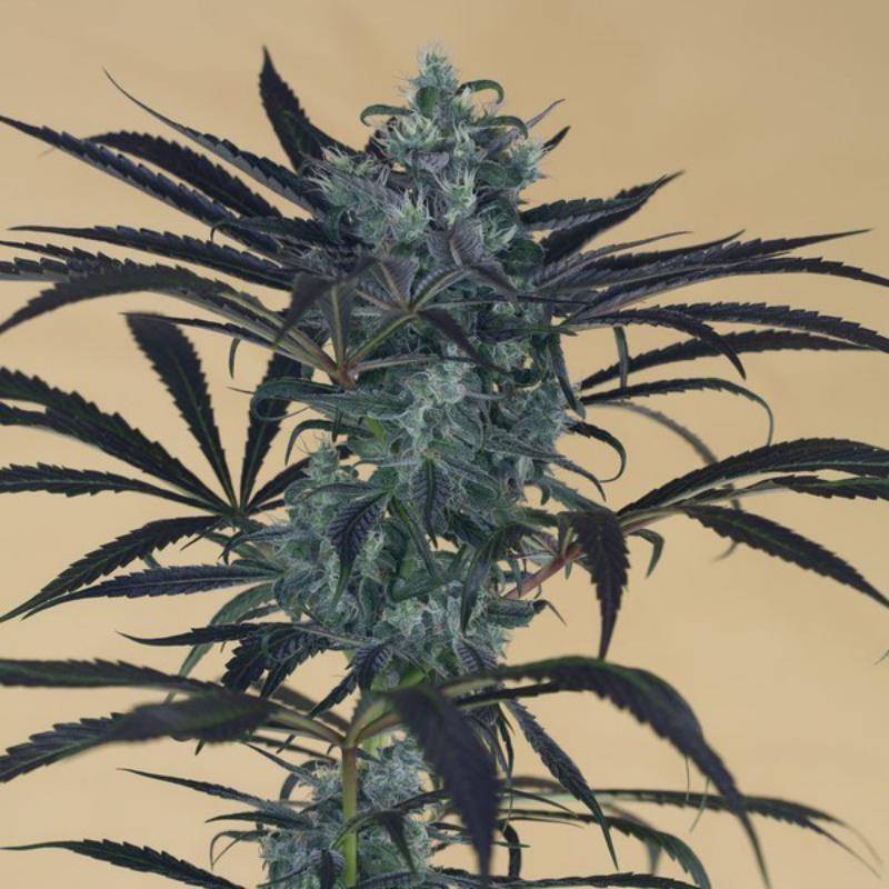 Blueberry headband humboldt seeds féminisée Blueberry headband humboldt seeds féminisée