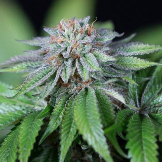Ewe 2 humboldt seeds féminisée