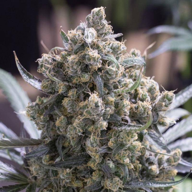Fast flowering green crack humboldt seed féminisée Fast flowering green crack humboldt seed féminisée