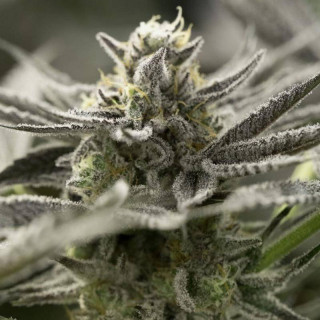 Fast flowering OGKZ humboldt seed feminisee