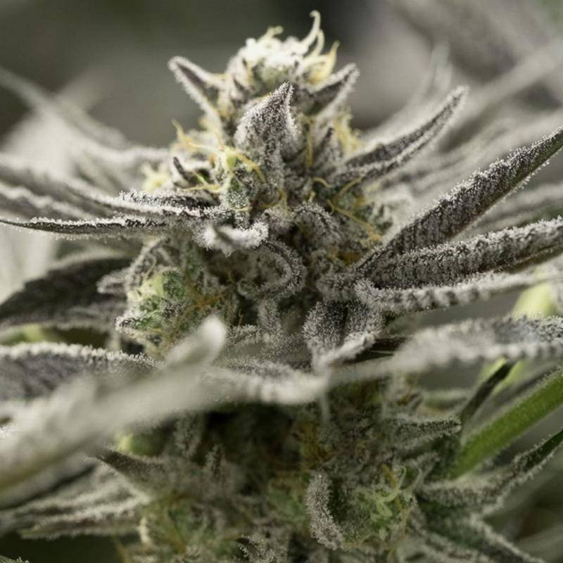 Fast flowering OGKZ humboldt seed feminisee Fast flowering OGKZ humboldt seed feminisee