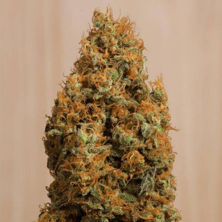 Green crack cbd humboldt seed féminisée Graines de Collection