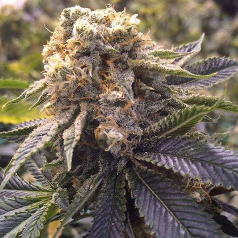Lost coast hash plant humboldt seeds Lost coast hash plant humboldt seeds