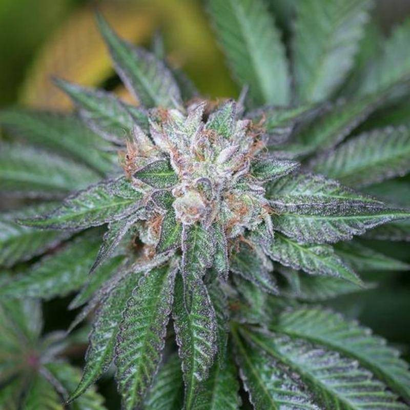 Master kush humboldt seeds feminisee Master kush humboldt seeds feminisee