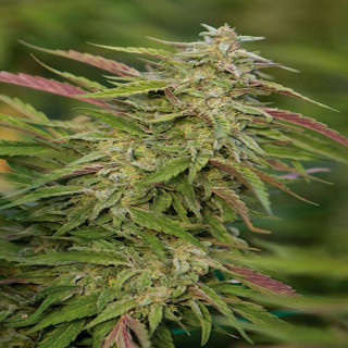 Purple trainwreck humboldt seeds Graines de Collection